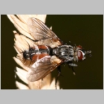 Eriothrix rufomaculatus - Raupenfliege 04.jpg
